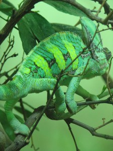 photo courtesy of asw909